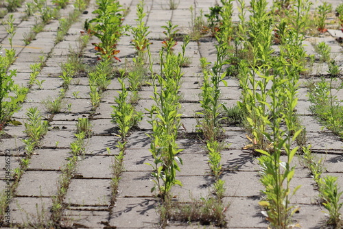 Messy concrete pavement tile walkway with green weeds growing in seams, a prime example for a driveway and garden path weed control guide