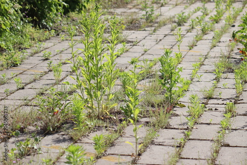 Messy concrete pavement tile walkway with green weeds growing in seams, a prime example for a driveway and garden path weed control guide