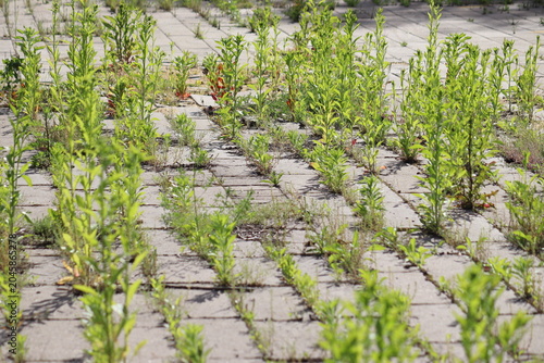 Messy concrete pavement tile walkway with green weeds growing in seams, a prime example for a driveway and garden path weed control guide