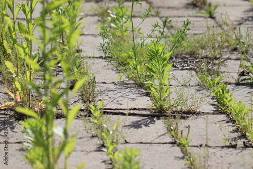 Messy concrete pavement tile walkway with green weeds growing in seams, a prime example for a driveway and garden path weed control guide