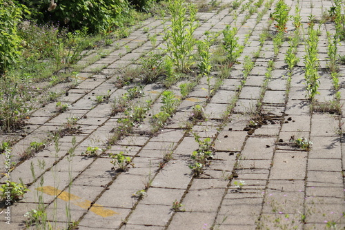 Messy concrete pavement tile walkway with green weeds growing in seams, a prime example for a driveway and garden path weed control guide