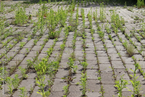 Messy concrete pavement tile walkway with green weeds growing in seams, a prime example for a driveway and garden path weed control guide