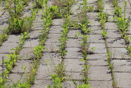 Messy concrete pavement tile walkway with green weeds growing in seams, a prime example for a driveway and garden path weed control guide