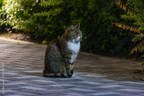 Tabby cat sitting on walkway at night near green hedge