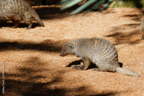 Tableau sur toile Small gray-brown banded dwarf mongoose, helogale parvula undulata sitting on san