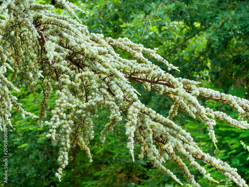 Fotografie Cèdre de l'Atlas (Cedrus atlantica) aux rameaux sombres et courbés sous le poid