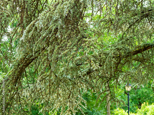 Obraz na płótnie (Cedrus atlantica) Rameaux du cèdre de l'Atlas portant des aiguilles courtes en