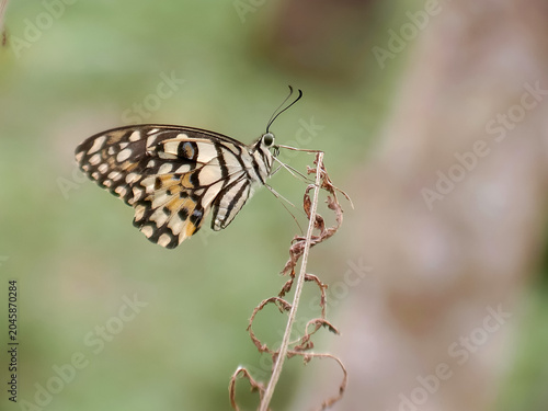 Rare butterfly of Borneo forest on leaves and twigs with blurry background and grain and natural