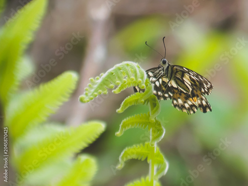 Rare butterfly of Borneo forest on leaves and twigs with blurry background and grain and natural