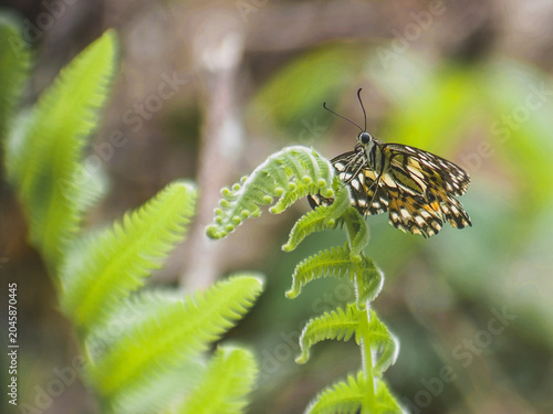 Rare butterfly of Borneo forest on leaves and twigs with blurry background and grain and natural