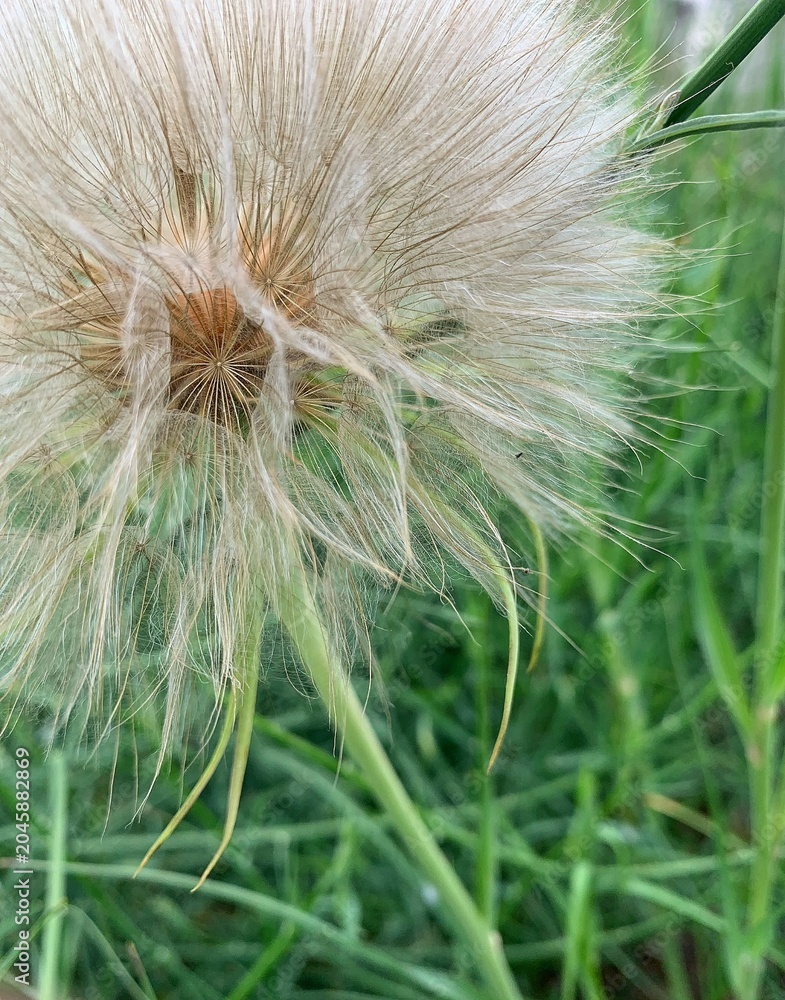 Fototapeta premium dandelion in the grass
