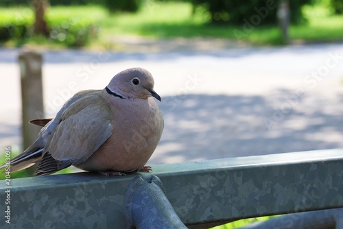 The Eurasian collared dove (Sreptopelia decaocto) sits in the shade due to the heat of the sun.