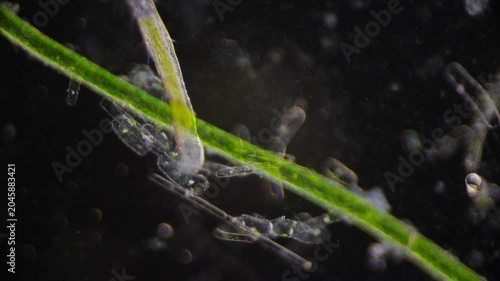Communal hydra groups demonstrate harmonious tentacle movements in unison