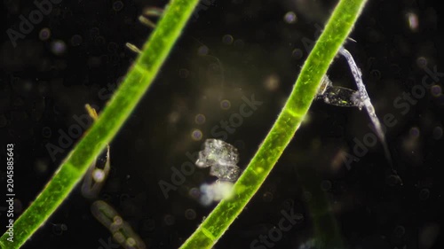 Detailed recording of microscopic aquatic life feeding behaviors