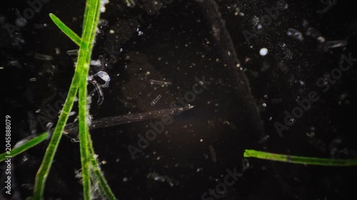 Dark water scene showing tiny transparent crustaceans and marine vegetation