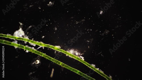 Quiet aquatic surroundings feature drifting algae across surface
