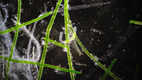 Water habitats flourish with moving grazers and streams