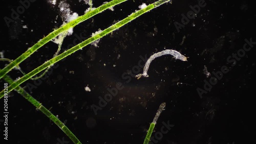 Scientific footage exhibits larva journey in green environment
