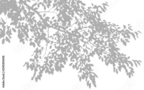 Gobo light effect with leaf shadows Png, natural sunlight pattern overlay. Tree foliage silhouette shadow dappled texture for studio background design with soft rays and bright reflections.