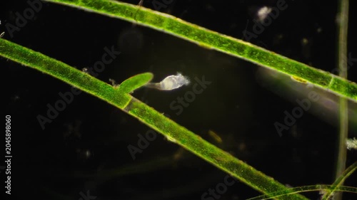 Intimate laboratory examination of early developmental stage of organism