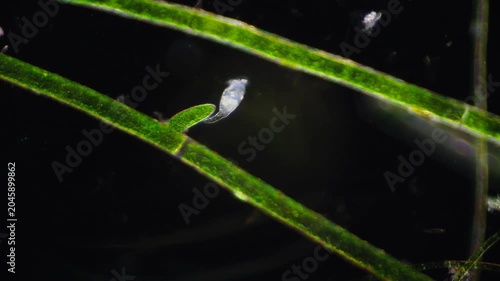 Closeup of aquatic plant with delicate hydra tentacle movements