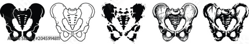 Silhouette set of pelvis eps illustrations for medical education purposes