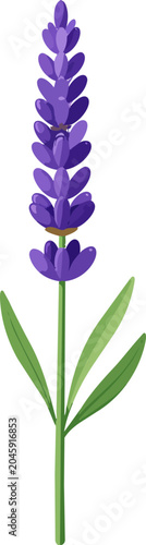 Single stalk of purple lavender flower with green leaves isolated on a clean white background illustration style