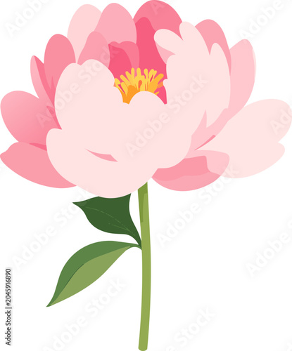 Beautiful pink peony flower with green leaves in a minimalist vector illustration style on a white background