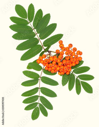 Pinnate mountain ash leaves and clusters of bright orange-red berries isolated on white background, northern ornamental tree botanical close-up