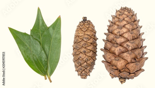 Rigid triangular monkey puzzle leaves and large spiny cones isolated on white background, prehistoric conifer botanical close-up