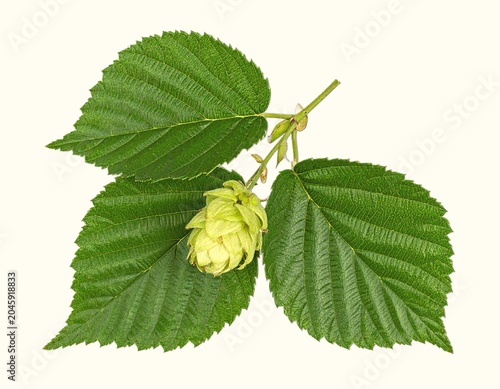 Serrated hornbeam leaves and hop-like fruit clusters isolated on white background, hard beech relative botanical close-up