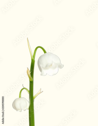 Single Stem of White Lily of the Valley, Macro Closeup Side View, Isolated on White Background, Minimalist Elegance Concept