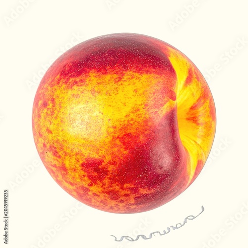 Smooth-skinned nectarine with golden-red gradient isolated on white background, sweet summer stone fruit photography