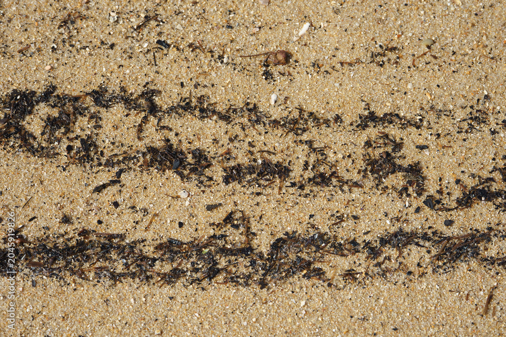 Fototapeta premium Seaweed and marine debris line a sandy beach. Norfolk Beach, Coochiemudlo Island, Queensland, Australia.