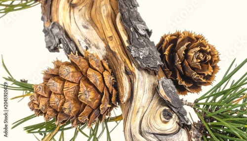 Twisted bristlecone pine needles and distinctive cones with bristly scales isolated on white background, ancient high-altitude conifer detail