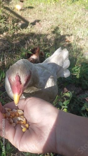 Close Up White Chicken Eating Corn From Hand - Borneo Farm Trust Bond Natural Animal ASMR, 22 second