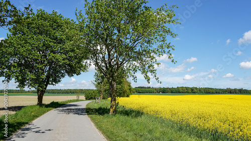 Foto Rapsfeldidylle