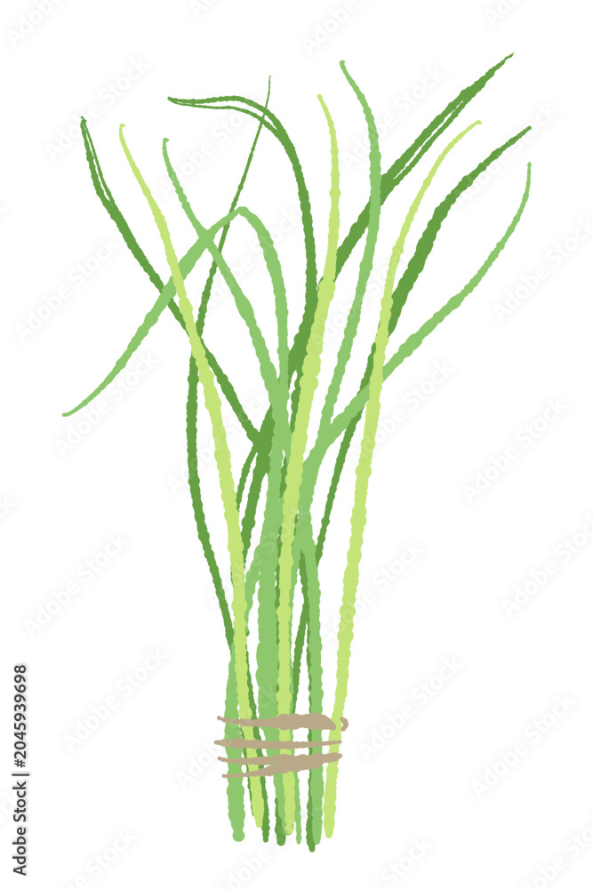 Fototapeta premium Fresh Lemongrass Bunch Bouquet