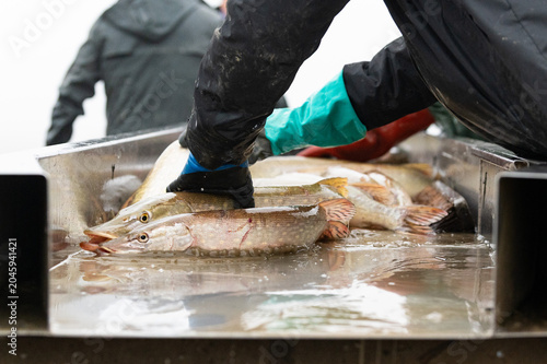 Pond fishing in the Dombes region in France