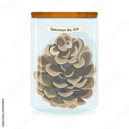 Pine cone specimen in glass jar. Botanical scientific archive with nature collection sample in laboratory tube. For botanical education, taxonomy, biodiversity research or plant conservation. Vector