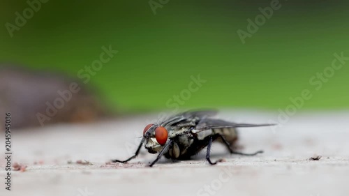 Closeup side view of a Flesh Fly. UK