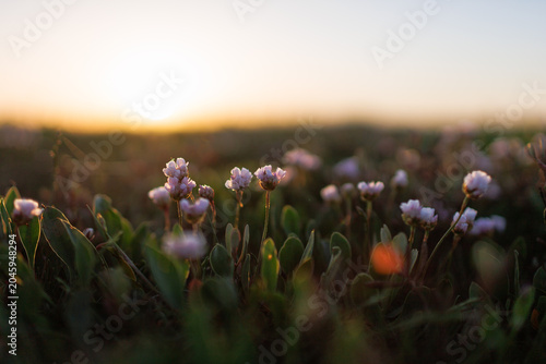 Photography close up of sea thrift plant on coast at golden hour