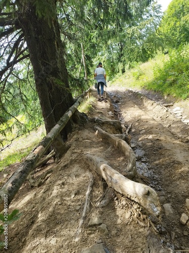 Woman hiking up a steep mountain road with large exposed tree roots in the Carpathians
