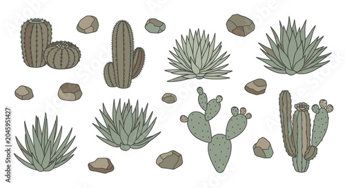cactus and succulent plants with rocks on white background