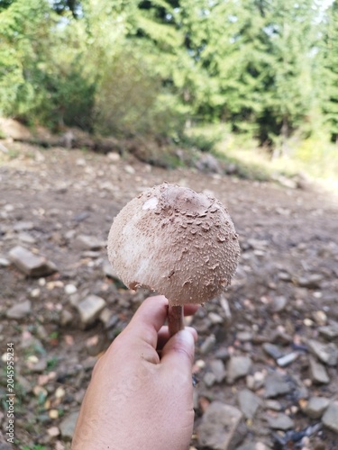 A hiker holding a wild young macrolepiota procera mushroom on a rocky mountain trail
