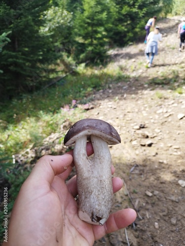 Close-up of a uniquely shaped birch bolete mushroom with fused twin stems found on a mountain trail