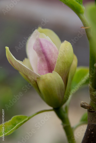 The delicate and fragile magnolia sensation blooms in spring.