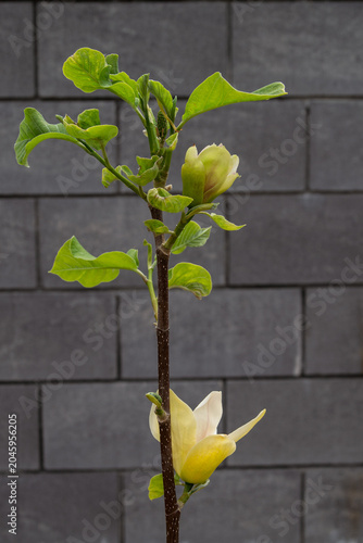 The delicate and fragile magnolia sensation blooms in spring.