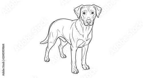 Labrador Retriever Dog Standing Alone.