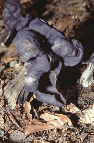 Obraz na płótnie Helvella lacunosa or fluted black elfin saddle